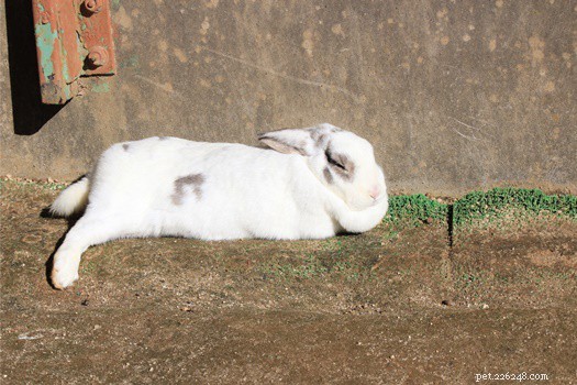 Spelen konijnen dood als ze worden aangevallen of bang?