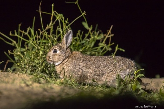 Os coelhos têm boa visão noturna?