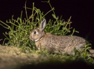 Os coelhos têm boa visão noturna?