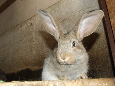 12 rumori che fanno i conigli (e cosa significano)