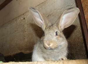 12 звуков, которые издают кролики (и что они означают)