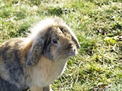 12 geluiden die konijnen maken (en wat ze betekenen)