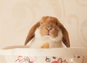 Com que idade uma coelha pode engravidar?