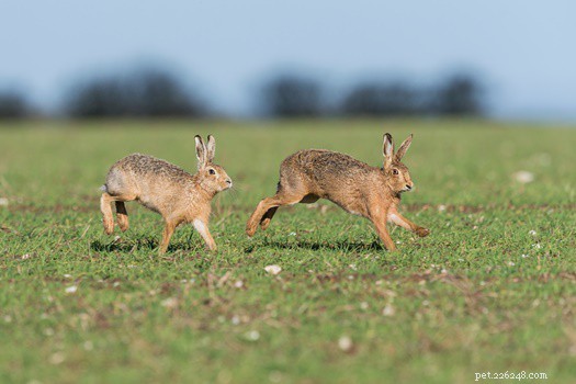 Vechten konijnen tot de dood? (Twee mannen, twee vrouwen + man en vrouw)
