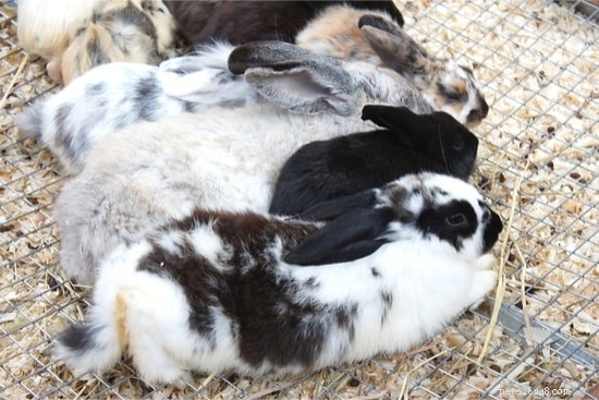 I conigli combattono fino alla morte? (Due maschi, due femmine + maschio e femmina)