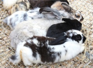 Os coelhos lutam até a morte? (Dois machos, duas fêmeas + macho e fêmea)