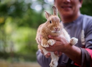 토끼의 후각은 얼마나 좋은가요?