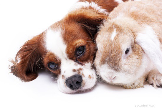 Quão bom é o olfato de um coelho?