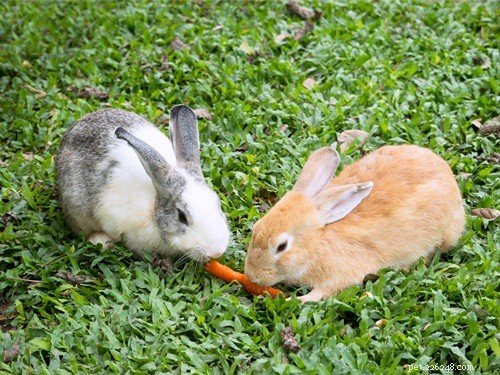 Perché il mio coniglio mangia tutto?