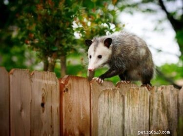 Gli opossum mangiano conigli?