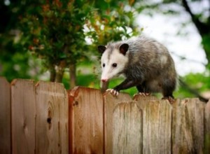 Les opossums mangent-ils des lapins ?