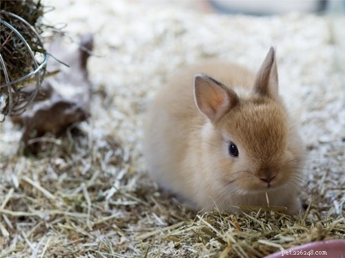 Quanto tempo os coelhos anões vivem? (com Tabela de expectativa de vida)