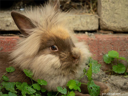 Quanto vivono i conigli nani? (con tabella dell aspettativa di vita)