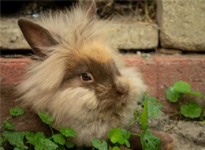ドワーフのウサギはどのくらい生きますか？ （平均余命表付き） 
