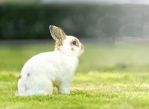 ドワーフのウサギはどれくらい大きくなりますか？ （サイズ比較表付き） 