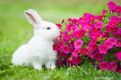 Quanto crescono i conigli nani? (con tabella di confronto delle taglie)