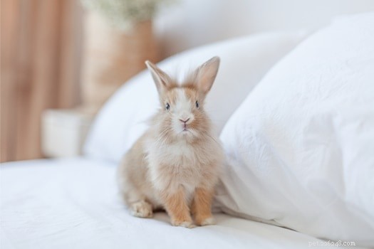 Moet mijn konijn bij mij in bed slapen?