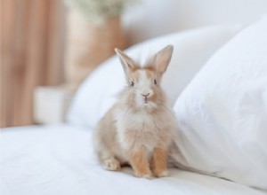 흰 토끼는 왜 적목 현상이 있습니까? (백색증)