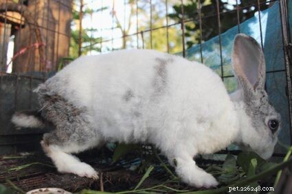 Hoe lang leven konijnen als huisdier?