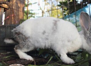 토끼는 얼마나 오래 애완동물로 살 수 있습니까?