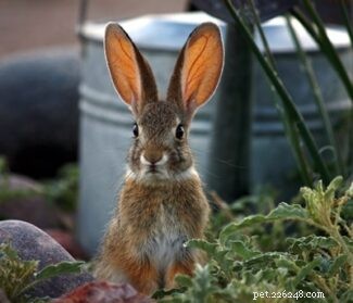 17 struiken, bloemen en planten die konijnen niet eten