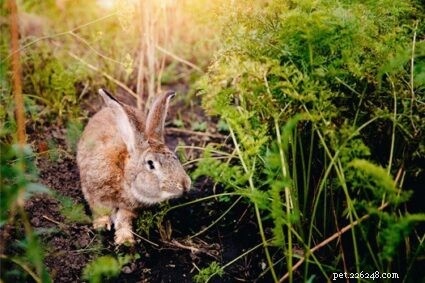 17 struiken, bloemen en planten die konijnen niet eten