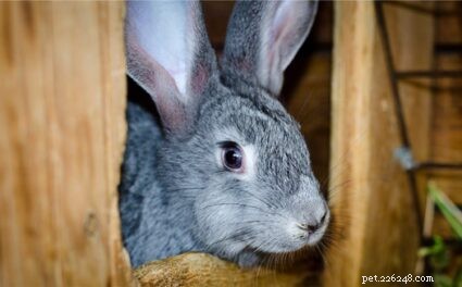 Quanto vivono i conigli come animali domestici?