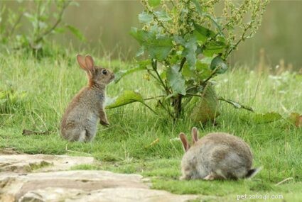 Как долго кролики живут в качестве домашних животных?