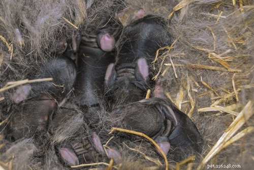 Les lapins reviendront-ils dans un nid perturbé ?