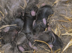 Les lapins reviendront-ils dans un nid perturbé ?