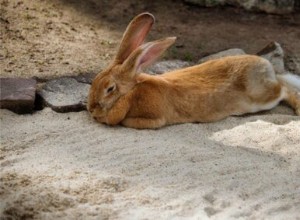 100 roztomilých a zábavných nápadů na jména králíků (s významem) pro samce (Buck)!