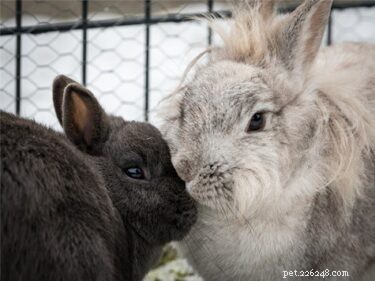 100 idee per nomi di coniglio maschio carino e divertente (Buck) (con significati)!