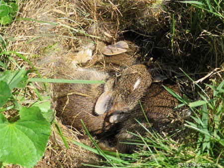 Komen konijnen terug naar een verstoord nest?