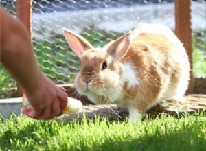 100 jedinečných králičích jmen (vtipná, roztomilá, rozkošná + chytrá)