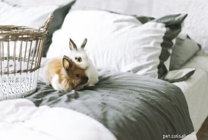 Могут ли кролики иметь в клетке одеяла и полотенца?