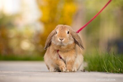 토끼는 목걸이나 하네스를 안전하게 착용할 수 있습니까?
