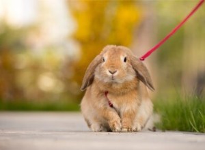 Kan kaniner bära halsband eller selar på ett säkert sätt?