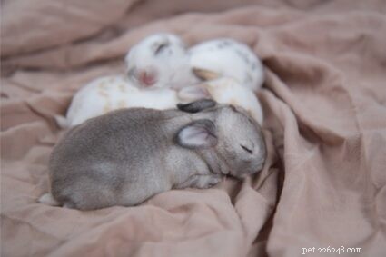 Os coelhos podem ter cobertores e toalhas na gaiola?
