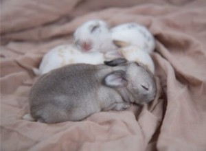 토끼는 우리에 담요와 수건을 둘 수 있습니까?