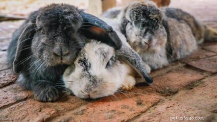 토끼는 잘 때 눈을 감습니까?