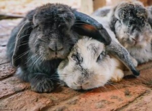 Blundar kaniner när de sover?