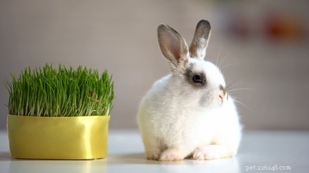 Hoe verteren konijnen cellulose?