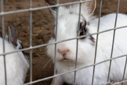 Waarom hebben konijnen een keelhuid?