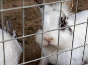 Varför har kaniner en hårknöl?