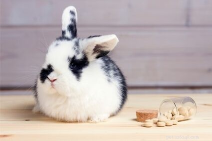 Huilen konijnen als ze pijn hebben, verdrietig zijn, honger hebben of doodgaan?
