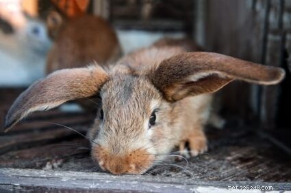 ウサギは痛み、悲しみ、空腹、または死ぬときに泣きますか？ 