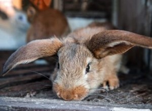 토끼는 고통스럽거나 슬플 때, 배고프거나 죽을 때 우는가?