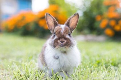 Che cosa significa il clacson del coniglio? (Correndo, girando e grugnendo)