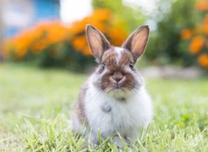 Wat betekent toeteren van een konijn? (Rennen, cirkelen en grommen)
