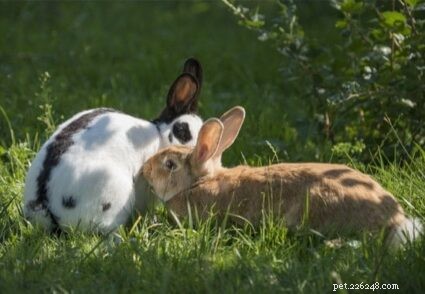Come tenere insieme due conigli
